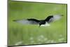 White Winged Black Tern (Chlidonias Leucopterus) in Flight, Prypiat River, Belarus, June 2009-Máté-Mounted Photographic Print