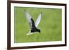 White Winged Black Tern (Chlidonias Leucopterus) in Flight, Prypiat River, Belarus, June 2009-Máté-Framed Photographic Print