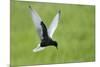 White Winged Black Tern (Chlidonias Leucopterus) in Flight, Prypiat River, Belarus, June 2009-Máté-Mounted Photographic Print