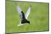 White Winged Black Tern (Chlidonias Leucopterus) in Flight, Prypiat River, Belarus, June 2009-Máté-Mounted Photographic Print