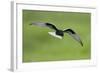 White-Winged Black Tern (Chlidonias Leucopterus) in Flight, Prypiat River, Belarus, June 2009-Máté-Framed Photographic Print