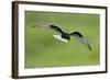 White-Winged Black Tern (Chlidonias Leucopterus) in Flight, Prypiat River, Belarus, June 2009-Máté-Framed Photographic Print