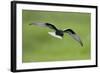 White-Winged Black Tern (Chlidonias Leucopterus) in Flight, Prypiat River, Belarus, June 2009-Máté-Framed Photographic Print