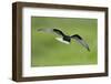 White-Winged Black Tern (Chlidonias Leucopterus) in Flight, Prypiat River, Belarus, June 2009-Máté-Framed Photographic Print