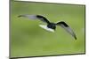 White-Winged Black Tern (Chlidonias Leucopterus) in Flight, Prypiat River, Belarus, June 2009-Máté-Mounted Photographic Print