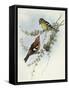 White-Winged Crossbill (Loxia Leucoptera)-John Gould-Framed Stretched Canvas