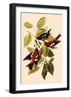 White-Winged Crossbills-John James Audubon-Framed Giclee Print