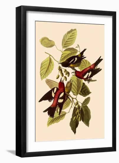 White-Winged Crossbills-John James Audubon-Framed Giclee Print