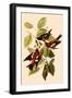 White-Winged Crossbills-John James Audubon-Framed Giclee Print