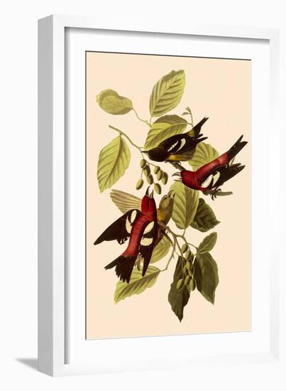 White-Winged Crossbills-John James Audubon-Framed Giclee Print