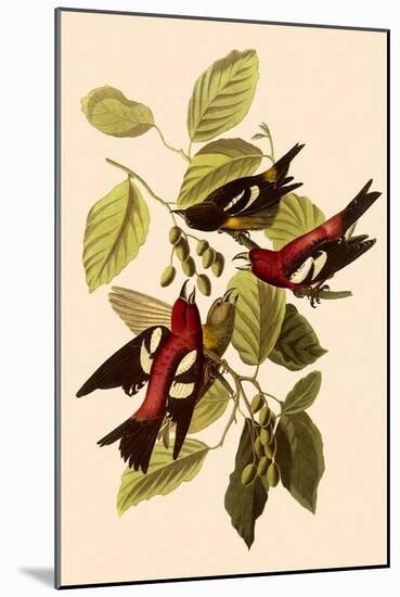White-Winged Crossbills-John James Audubon-Mounted Giclee Print