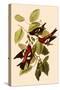 White-Winged Crossbills-John James Audubon-Stretched Canvas