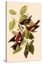 White-Winged Crossbills-John James Audubon-Stretched Canvas