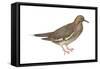White-Winged Dove (Melopelia Asiatica), Birds-Encyclopaedia Britannica-Framed Stretched Canvas