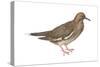 White-Winged Dove (Melopelia Asiatica), Birds-Encyclopaedia Britannica-Stretched Canvas