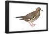 White-Winged Dove (Melopelia Asiatica), Birds-Encyclopaedia Britannica-Framed Poster