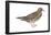 White-Winged Dove (Melopelia Asiatica), Birds-Encyclopaedia Britannica-Framed Poster