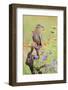 White-winged Dove perched in wildflowers-Larry Ditto-Framed Photographic Print