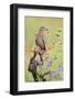 White-winged Dove perched in wildflowers-Larry Ditto-Framed Photographic Print