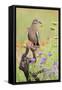 White-winged Dove perched in wildflowers-Larry Ditto-Framed Stretched Canvas