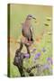 White-winged Dove perched in wildflowers-Larry Ditto-Stretched Canvas