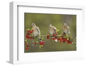 White-winged Dove perched on Firethorn, with berries, Hill Country, Texas, USA-Rolf Nussbaumer-Framed Photographic Print