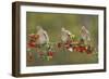 White-winged Dove perched on Firethorn, with berries, Hill Country, Texas, USA-Rolf Nussbaumer-Framed Photographic Print