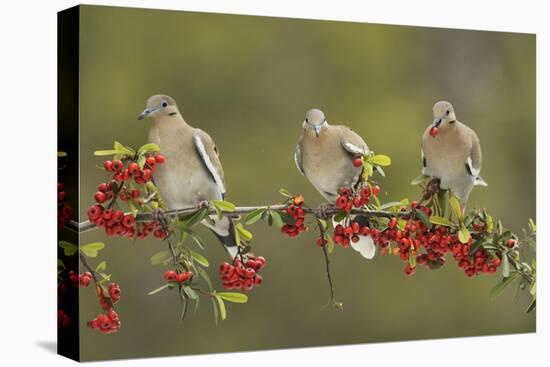 White-winged Dove perched on Firethorn, with berries, Hill Country, Texas, USA-Rolf Nussbaumer-Stretched Canvas