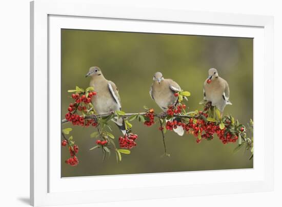 White-winged Dove perched on Firethorn, with berries, Hill Country, Texas, USA-Rolf Nussbaumer-Framed Photographic Print