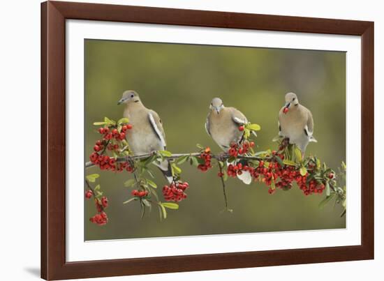 White-winged Dove perched on Firethorn, with berries, Hill Country, Texas, USA-Rolf Nussbaumer-Framed Photographic Print