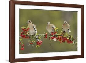 White-winged Dove perched on Firethorn, with berries, Hill Country, Texas, USA-Rolf Nussbaumer-Framed Photographic Print