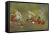 White-winged Dove perched on Firethorn, with berries, Hill Country, Texas, USA-Rolf Nussbaumer-Framed Stretched Canvas