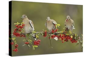 White-winged Dove perched on Firethorn, with berries, Hill Country, Texas, USA-Rolf Nussbaumer-Stretched Canvas