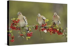 White-winged Dove perched on Firethorn, with berries, Hill Country, Texas, USA-Rolf Nussbaumer-Stretched Canvas