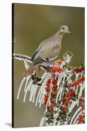 White-winged Dove perched on icy Yaupon Holly, Hill Country, Texas, USA-Rolf Nussbaumer-Stretched Canvas