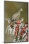 White-winged Dove perched on icy Yaupon Holly, Hill Country, Texas, USA-Rolf Nussbaumer-Mounted Photographic Print