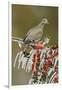 White-winged Dove perched on icy Yaupon Holly, Hill Country, Texas, USA-Rolf Nussbaumer-Framed Photographic Print