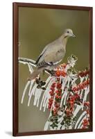White-winged Dove perched on icy Yaupon Holly, Hill Country, Texas, USA-Rolf Nussbaumer-Framed Photographic Print