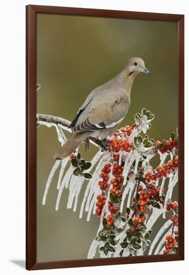 White-winged Dove perched on icy Yaupon Holly, Hill Country, Texas, USA-Rolf Nussbaumer-Framed Photographic Print