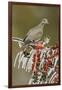White-winged Dove perched on icy Yaupon Holly, Hill Country, Texas, USA-Rolf Nussbaumer-Framed Photographic Print