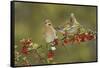 White-winged Dove s eating Firethorn berries, Hill Country, Texas, USA-Rolf Nussbaumer-Framed Stretched Canvas