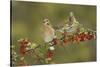 White-winged Dove s eating Firethorn berries, Hill Country, Texas, USA-Rolf Nussbaumer-Stretched Canvas