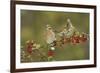 White-winged Dove s eating Firethorn berries, Hill Country, Texas, USA-Rolf Nussbaumer-Framed Photographic Print
