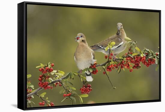 White-winged Dove s eating Firethorn berries, Hill Country, Texas, USA-Rolf Nussbaumer-Framed Stretched Canvas