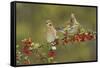 White-winged Dove s eating Firethorn berries, Hill Country, Texas, USA-Rolf Nussbaumer-Framed Stretched Canvas