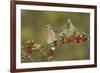 White-winged Dove s eating Firethorn berries, Hill Country, Texas, USA-Rolf Nussbaumer-Framed Premium Photographic Print