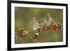 White-winged Dove s eating Firethorn berries, Hill Country, Texas, USA-Rolf Nussbaumer-Framed Premium Photographic Print