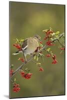 White-winged Dove (Zenaida asiatica), adult eating Firethorn berries, Hill Country, Texas, USA-Rolf Nussbaumer-Mounted Photographic Print