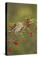 White-winged Dove (Zenaida asiatica), adult eating Firethorn berries, Hill Country, Texas, USA-Rolf Nussbaumer-Stretched Canvas