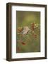 White-winged Dove (Zenaida asiatica), adult eating Firethorn berries, Hill Country, Texas, USA-Rolf Nussbaumer-Framed Photographic Print